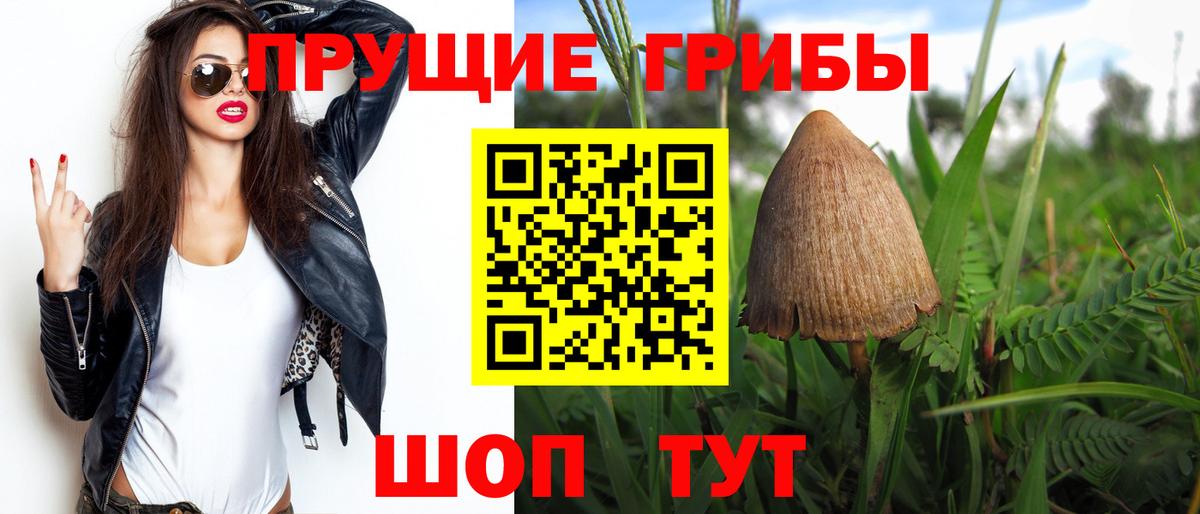 Галлюциногенные грибы Psilocybine cubensis Гатчина